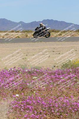 media/Mar-12-2023-SoCal Trackdays (Sun) [[d4c8249724]]/Turn 15 Inside Bloom (130pm)/